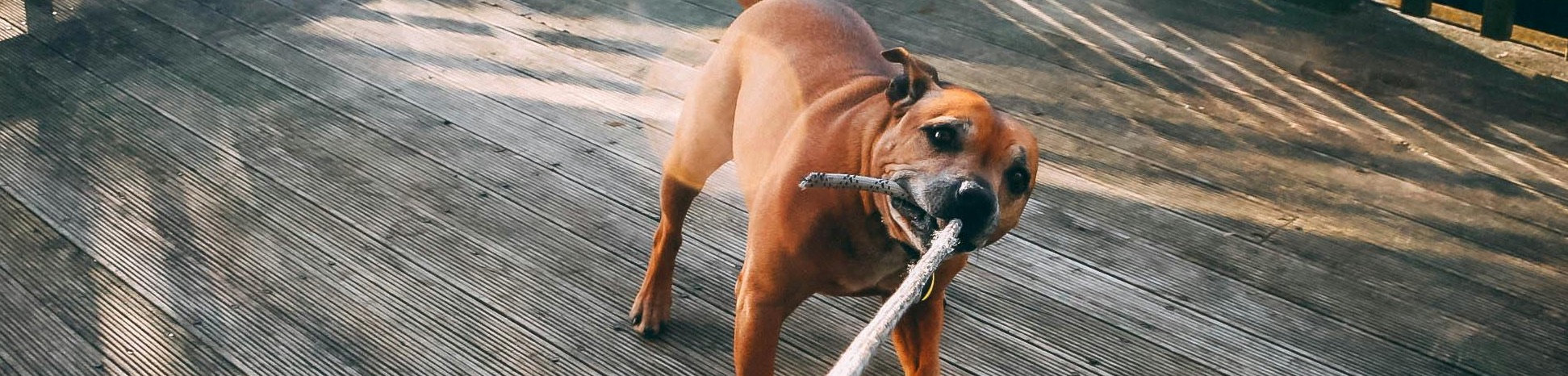 Aansprakelijkheidsverzekering voor hond